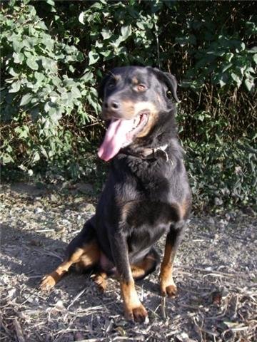 Photo de Dirgo, CHIEN Rott Noir