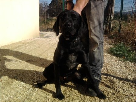 Photo de Pacha, CHIEN X labrador Noire