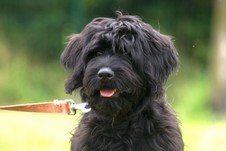 Photo de Hita, CHIEN Griffon x briard Noire