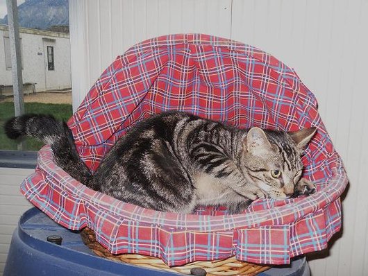 Photo de Gum, CHAT Europeen Gris tigre noir