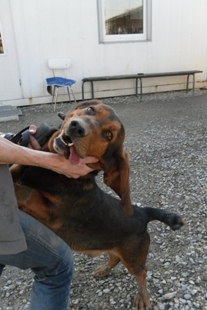 Photo de Sinse, CHIEN X basset hound Tricolore