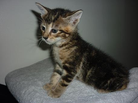 Photo de Run, CHAT Europeen Tigre fonce