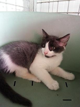 Photo de Hippie, CHAT Europeen Noir et blanc