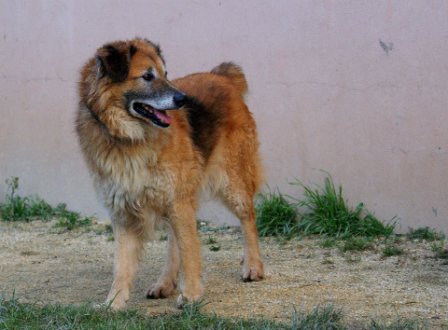 Photo de Oslo, CHIEN X berger catalan Fauve charbonnee