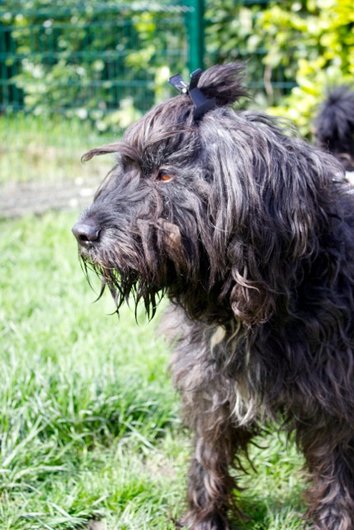 Photo de Pollux, CHIEN X griffon Noir