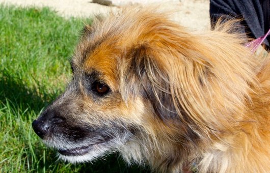 Photo de Benji, CHIEN X berger des pyrenees Roux et marque noir