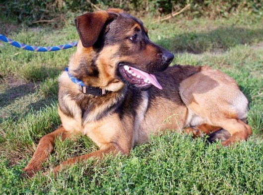 Photo de Rubber, CHIEN X berger Fauve charbonne