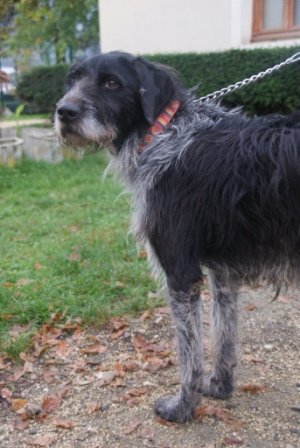 Photo de Ken, CHIEN Griffon Noir et gris