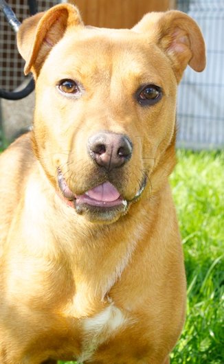 Photo de Hyron, CHIEN X berger Fauve charbonne