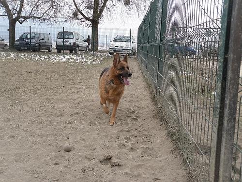 Photo de Ambra, CHIEN Berger allemand lof Noir marron fauve