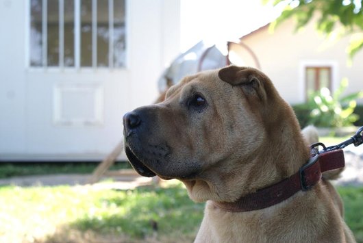 Photo de Akah, CHIEN Shar pei Fauve