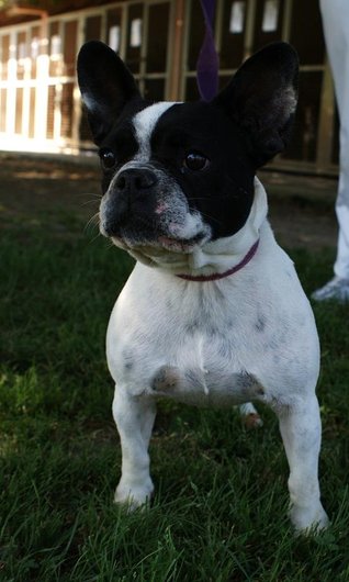 Photo de Fibie, CHIEN Bouledogue francais Noir et blanc