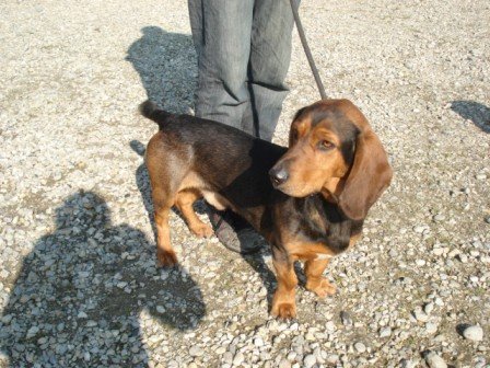 Photo de Sinse, CHIEN X basset hound Tricolore