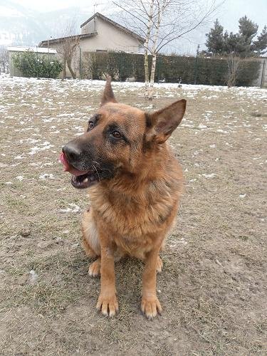 Photo de Ambra, CHIEN Berger allemand lof Noir marron fauve