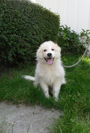 Photo de Grant, CHIEN Samoyede x montagne des pyrenees Blanc tachetes beige