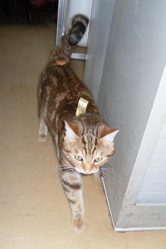 Photo de Dino, CHAT Europeen Tigre brown