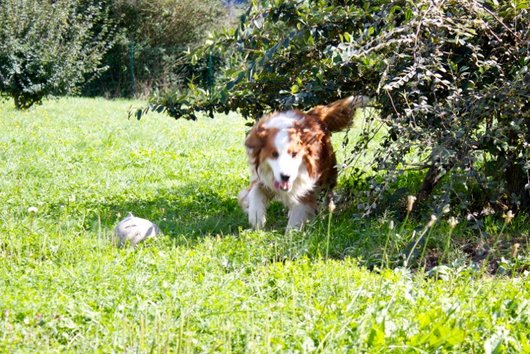 Photo de Snoopy, CHIEN X bouvier bernois Fauve et blanc