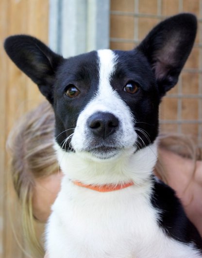 Photo de Ilia, CHIEN X basenji Noir et blanche