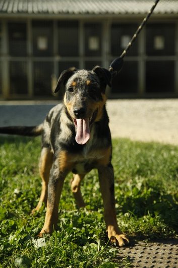 Photo de Gallagher, CHIEN X beauceron Arlequin