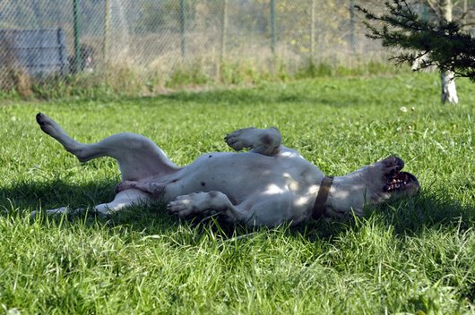 Photo de Furius, CHIEN Dogue argentin Blanc