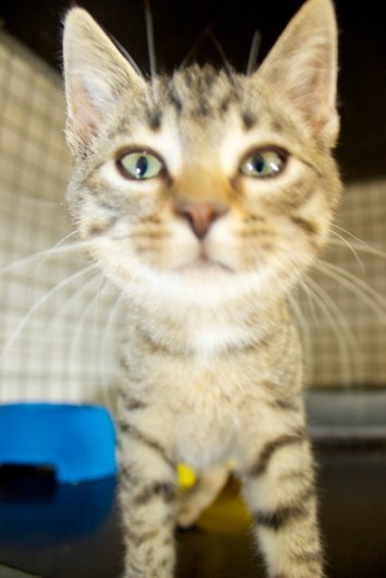 Photo de Nexis, CHAT Europeen Tigre brun