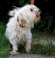 Photo de Chanel, CHIEN Bichon maltais Blanche