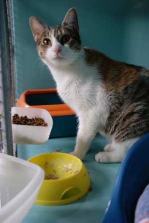 Photo de Pivoine, CHAT Europeen Tricolore
