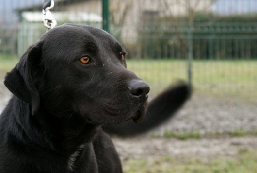 Photo de Mozart/airox, CHIEN Labrador Noire