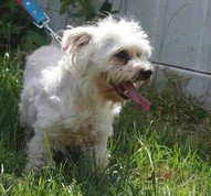 Photo de Coco, CHIEN Bichon maltais Blanche