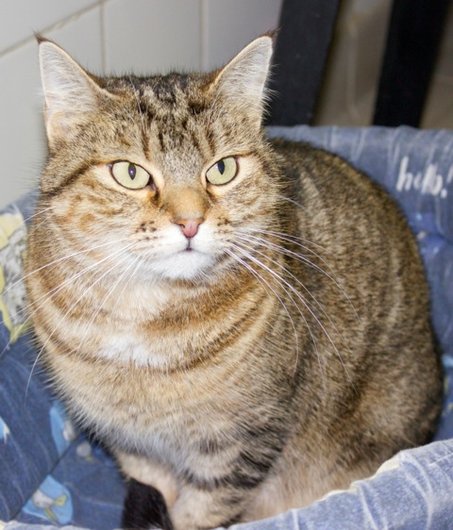 Photo de Goutte, CHAT Europpeen Tigree