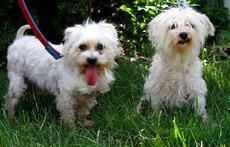 Photo de Chanel, CHIEN Bichon maltais Blanche