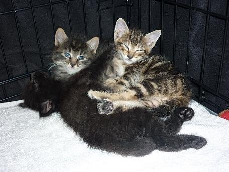 Photo de Run, CHAT Europeen Tigre fonce