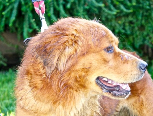Photo de Hasko, CHIEN Berger x chow-chow Fauve mi-long