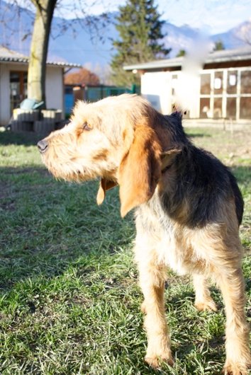 Photo de Griotte, CHIEN X griffon Noir et feu