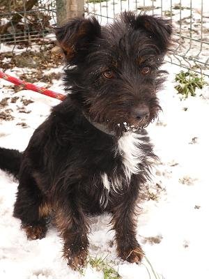 Photo de Houmpa, CHIEN X cairn terrier Noir et bringee