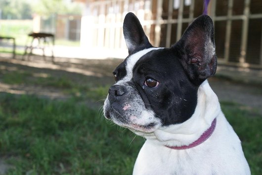 Photo de Fibie, CHIEN Bouledogue francais Noir et blanc