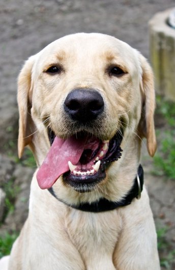 Photo de Gribouille, CHIEN Labrador Sable