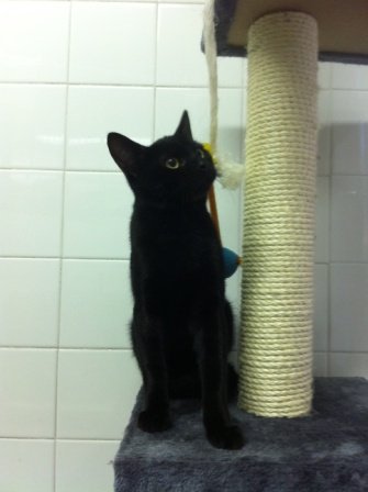 Photo de Gao, CHAT Europeen Noir