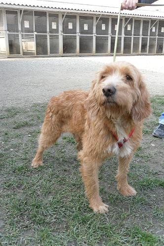 Photo de Loukoum, CHIEN Griffon x fauve de bretagne Fauve