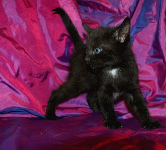Photo de Dragibus, CHAT Europeen Noire