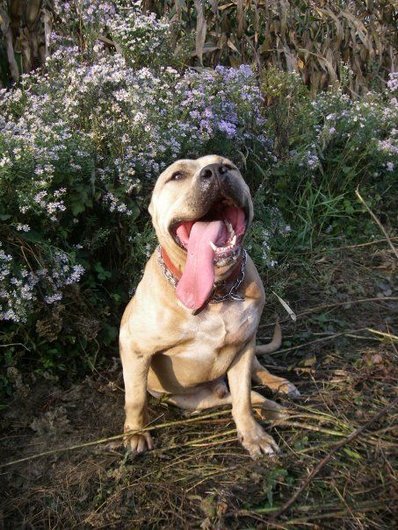 Photo de Corso, CHIEN Cane corso Beige