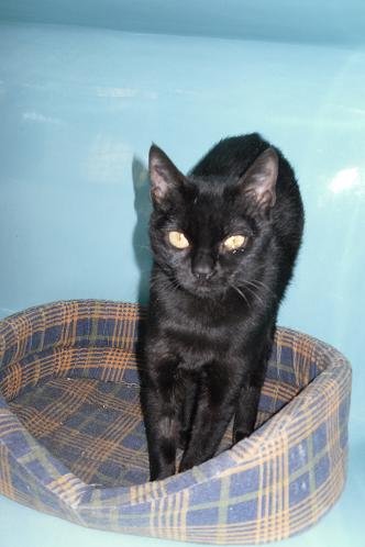 Photo de Noisette, CHAT Europeen Noire