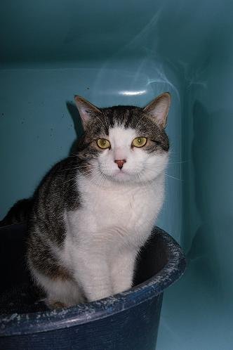 Photo de Elliot, CHAT Europeen Tigre blanc