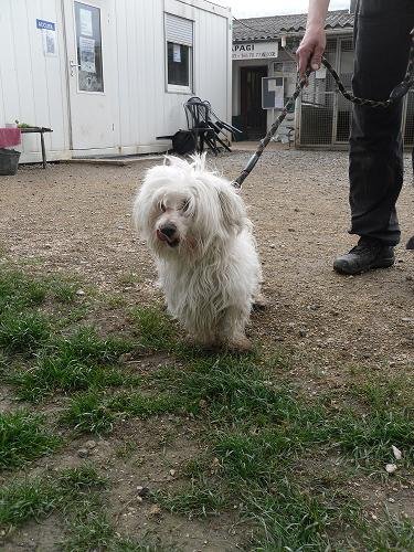 Photo de Angus, CHIEN Bichon maltais Blanc