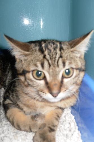 Photo de Diabolo, CHAT Europeen Brown tabby