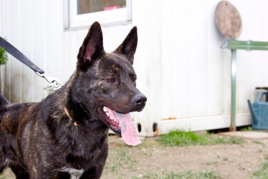 Photo de Ghost, CHIEN Kai inu Bringe