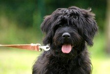 Photo de Hita, CHIEN Griffon x briard Noire