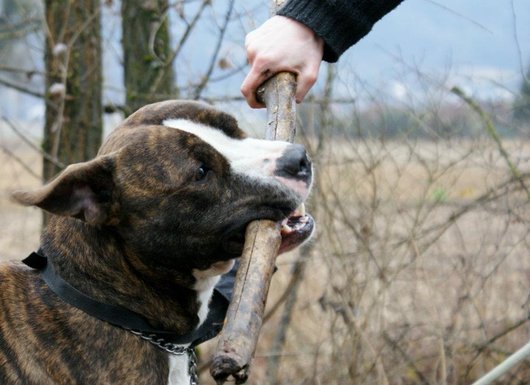 Photo de Echo, CHIEN American stafforshire Bringe et blanc