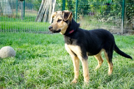 Photo de Haiti, CHIEN X berger Noir et feu