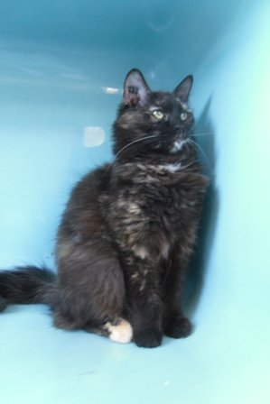 Photo de Atena, CHAT Europeen Ecaille de tortue angora